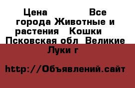 Zolton › Цена ­ 30 000 - Все города Животные и растения » Кошки   . Псковская обл.,Великие Луки г.